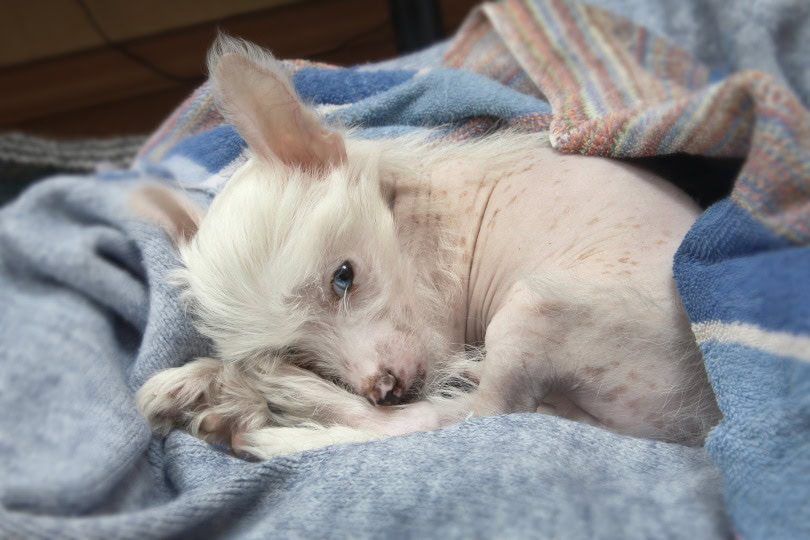 chinese crested puppy_Nata Zotova_Pixabay