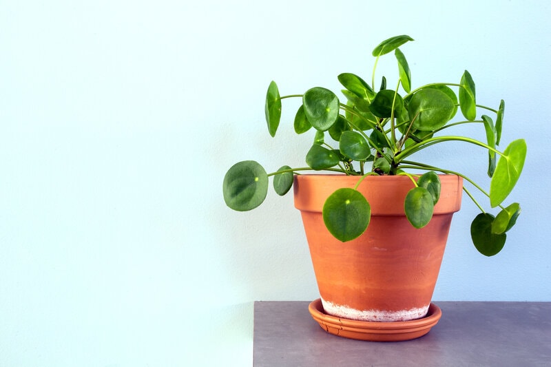 Chinese Money Plant, (Pilea peperomioides) safe for pets
