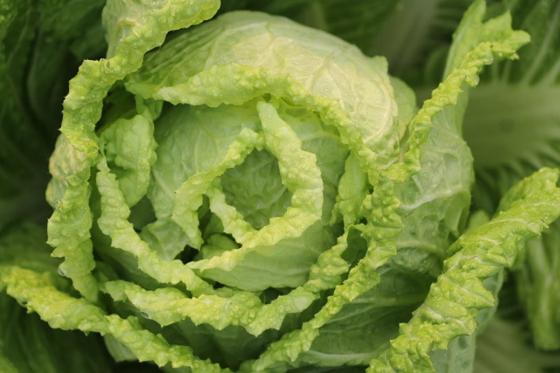 chinise lettuce close up