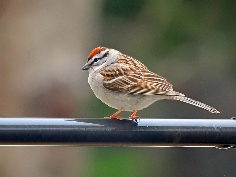 chipping sparrow perching on a metal bar