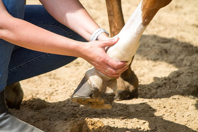 chiropractor giving physical therapy on horse's shoe