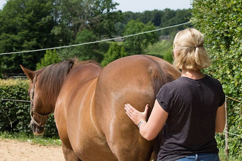 chiropractor giving physical therapy on horse's rear