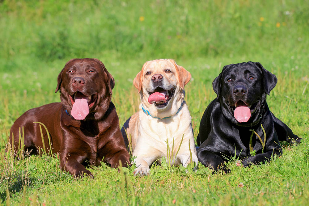 chocolate, black, and yellow labradors