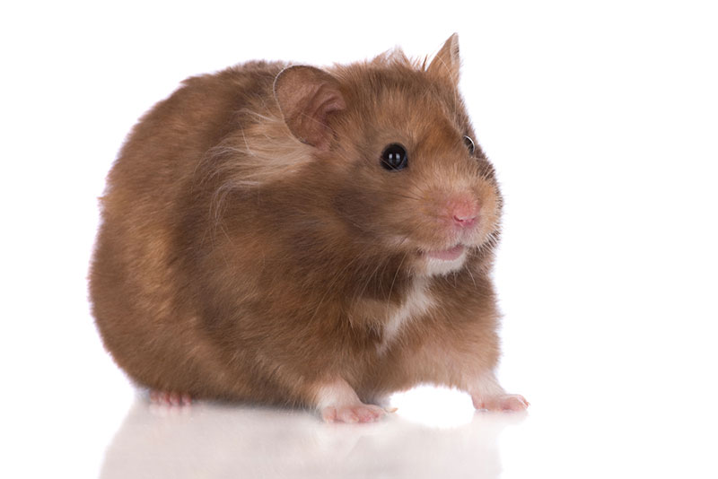 chocolate hamster in white background