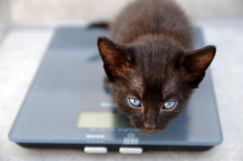chocolate kitten sitting on a weighing scale