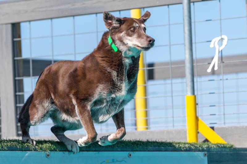 chocolate labrador dog about to jump into a cold pool