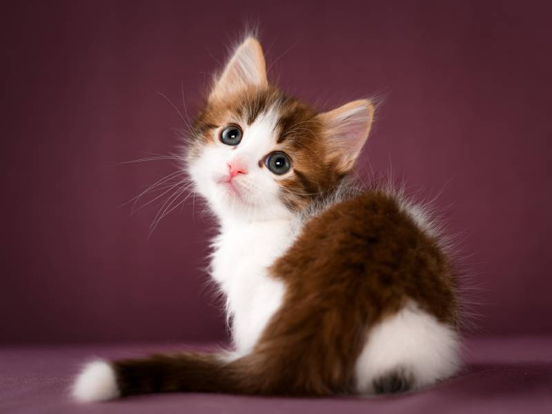 chocolate munchkin kitten