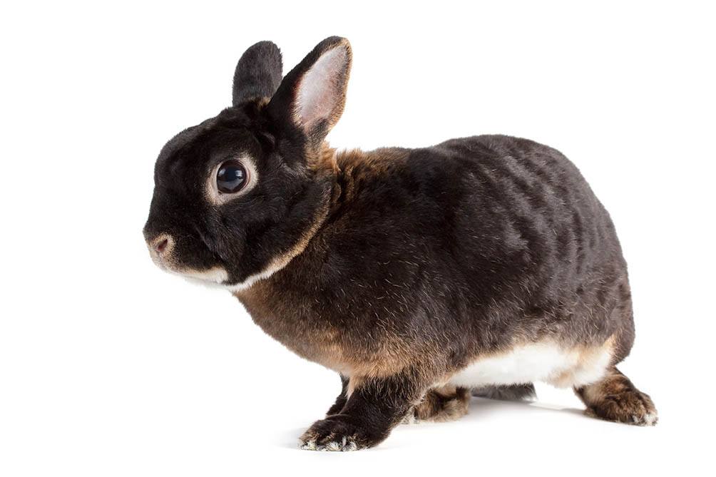 chocolate otter rex rabbit