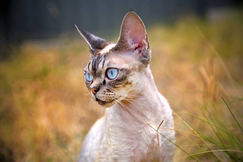 chocolate point silver devon rex cat in the garden