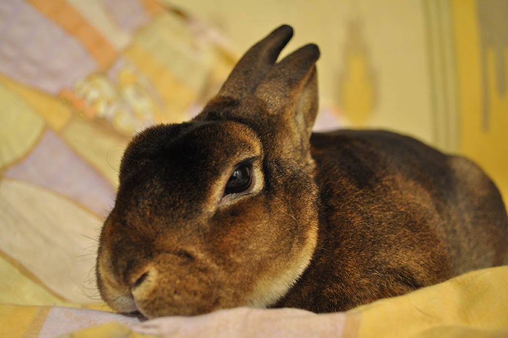 chocolate rex rabbit