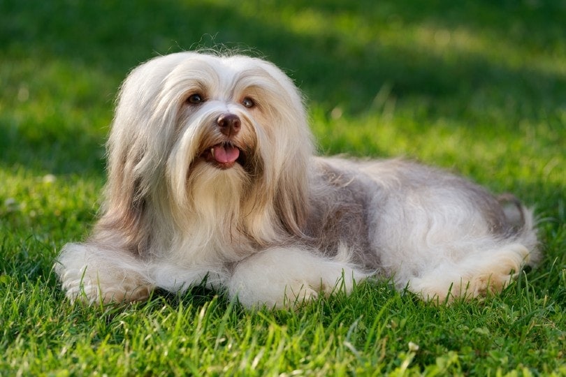 havanese dog_Dorottya Mathe, Shutterstock