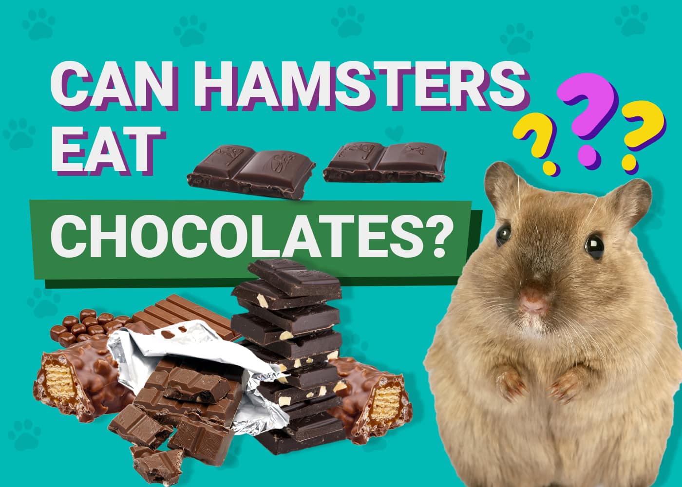 Can Hamsters Eat Chocolate