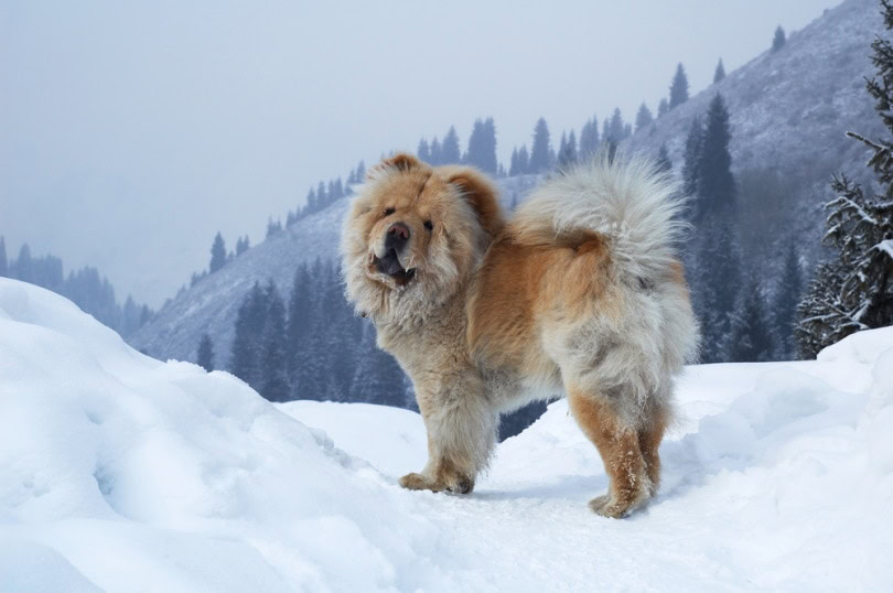 chow chow dog on the snow