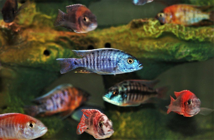 cichlids