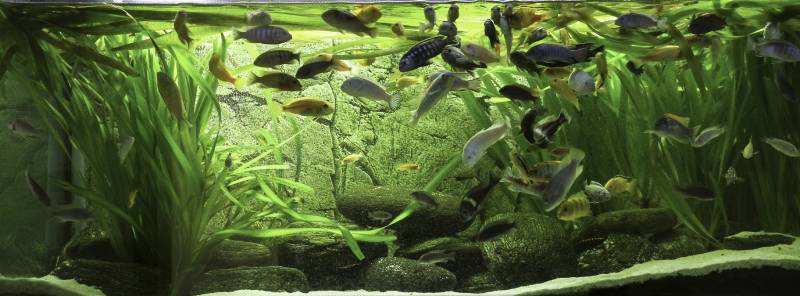 cichlids in a comunity acquarium