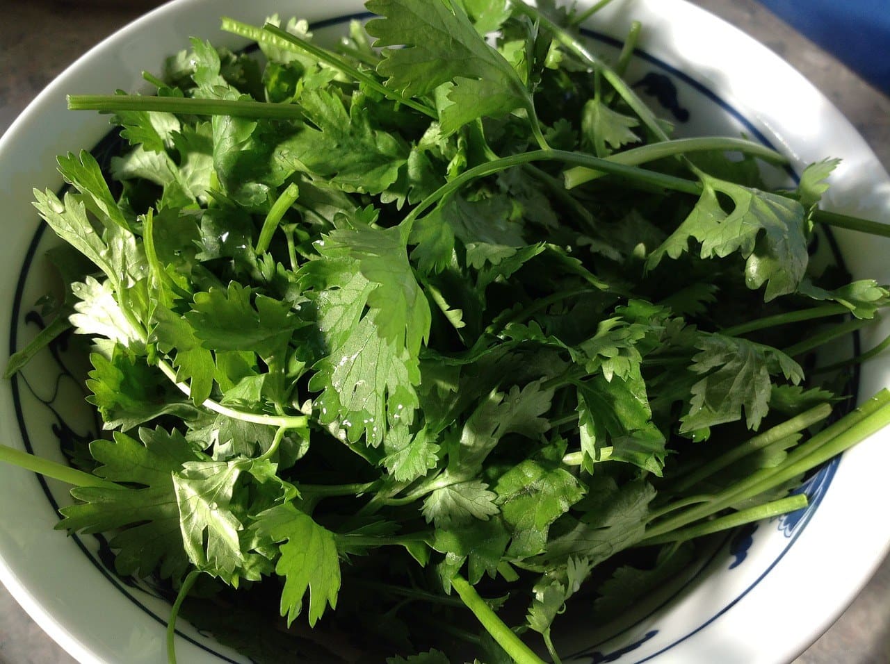 cilantro in a bowl