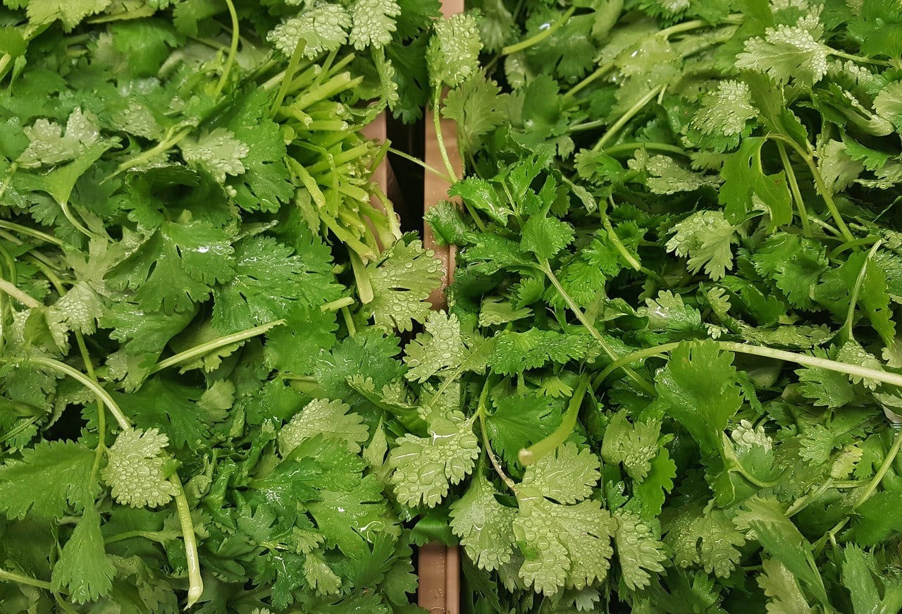 cilantro plant