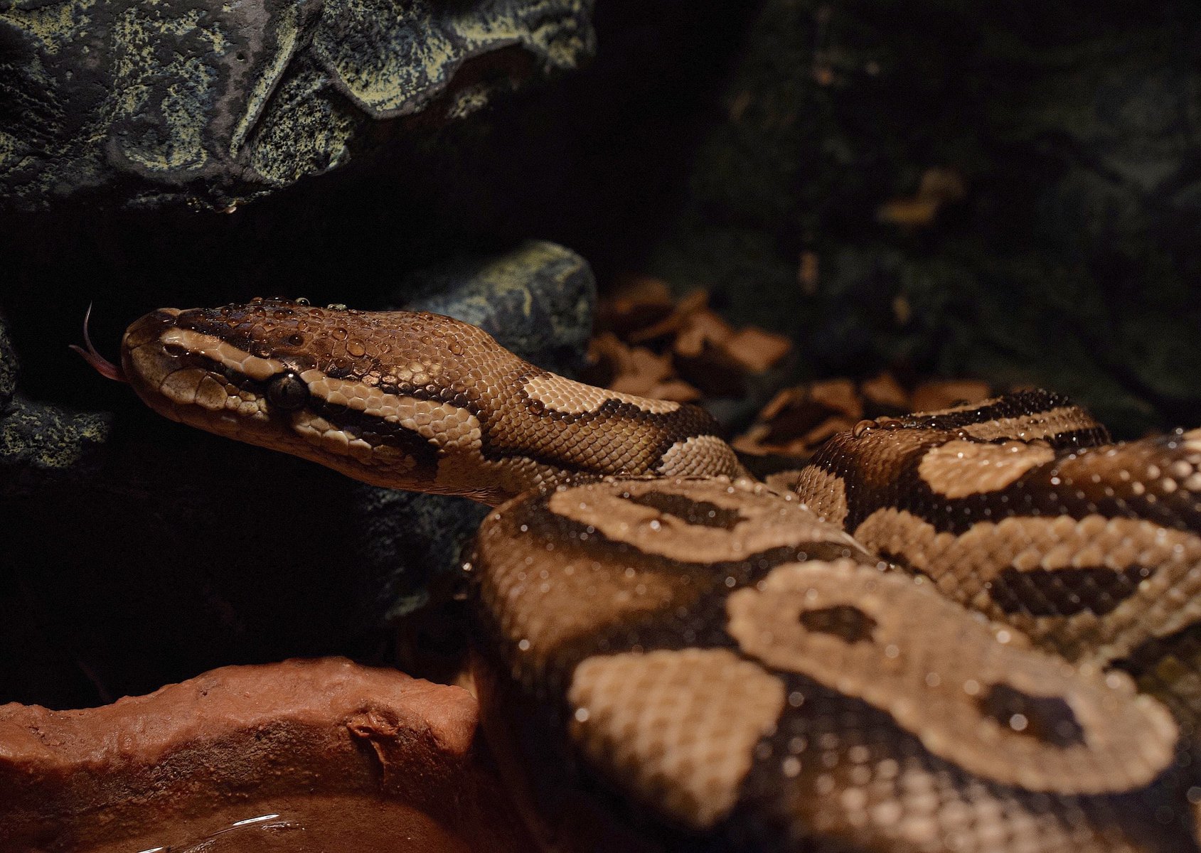 cinnamon ball python