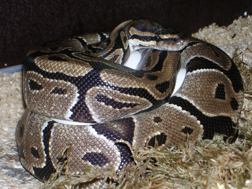 cinnamon ball python