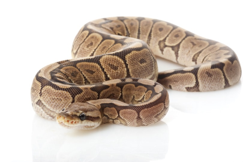 cinnamon ball python