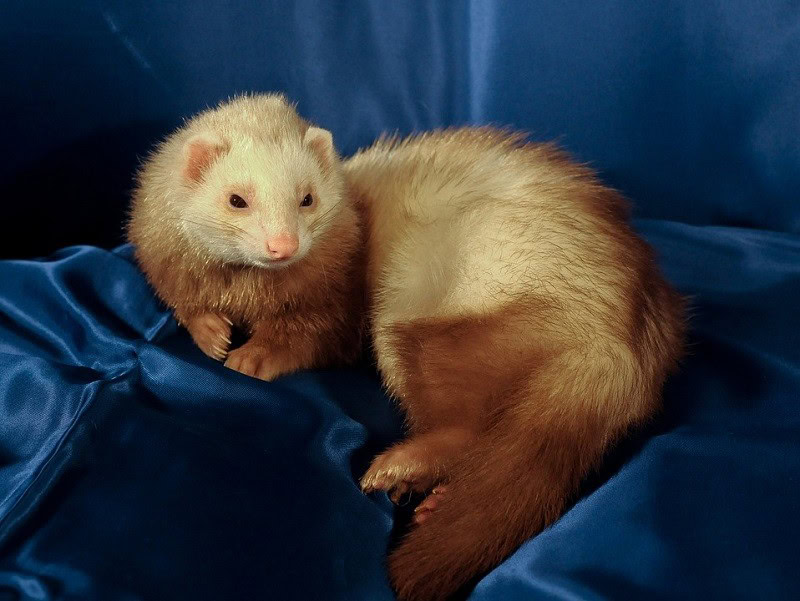 cinnamon ferret