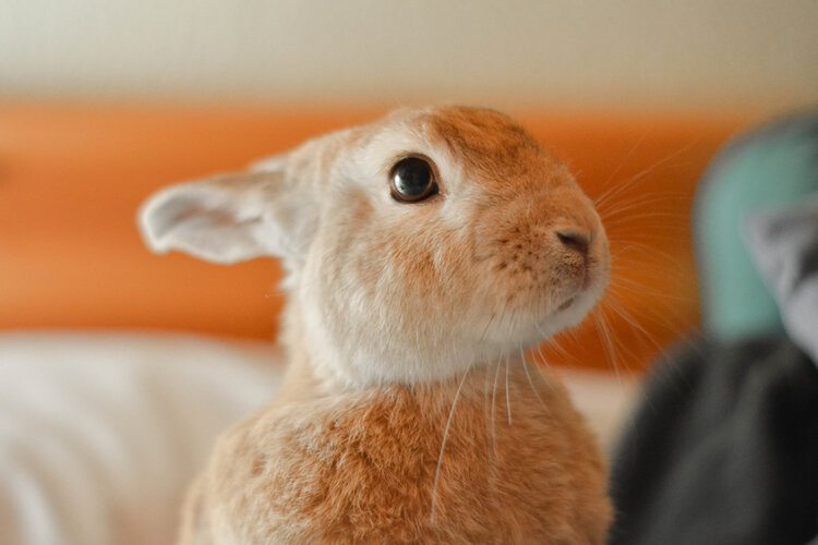 cinnamon rabbit