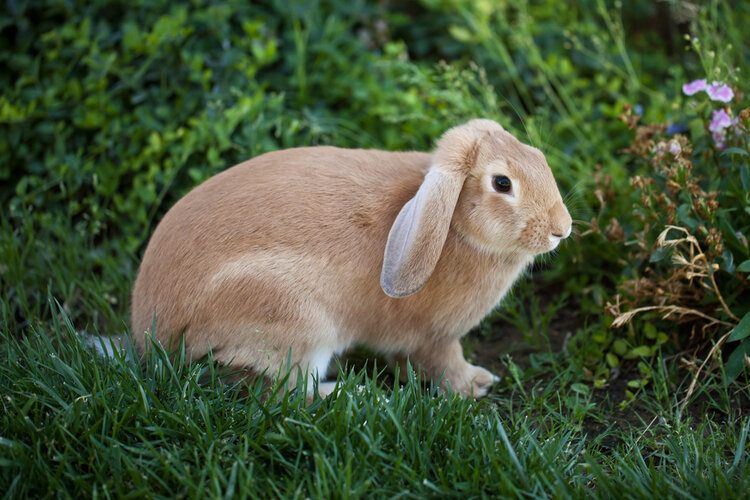 cinnamon rabbit breed