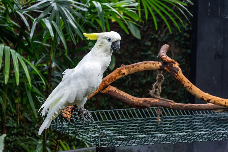citron crested cockatoo