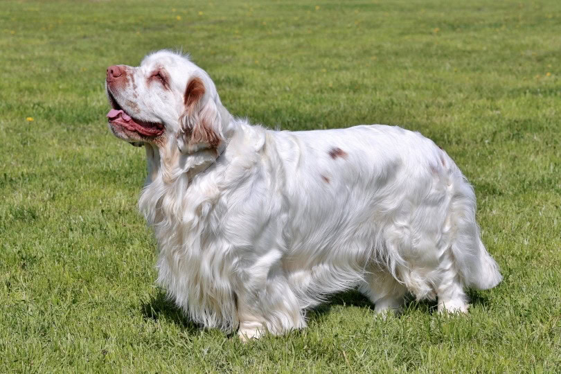clumber spaniel_Radomir Rezny_Shutterstock