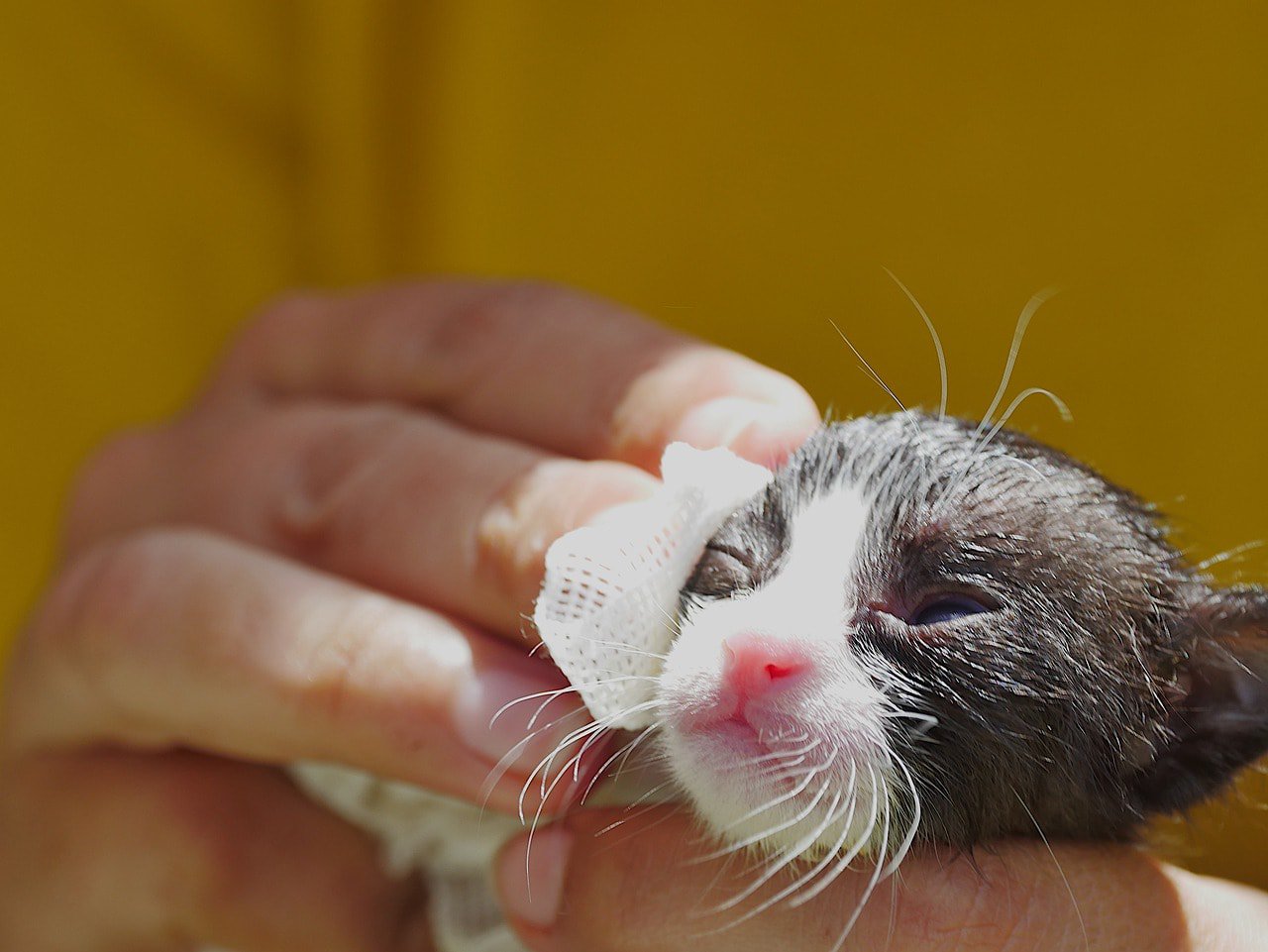 cleaning kitten with wet wipes