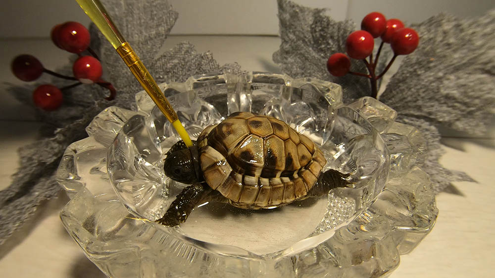 cleaning tortoise using brush