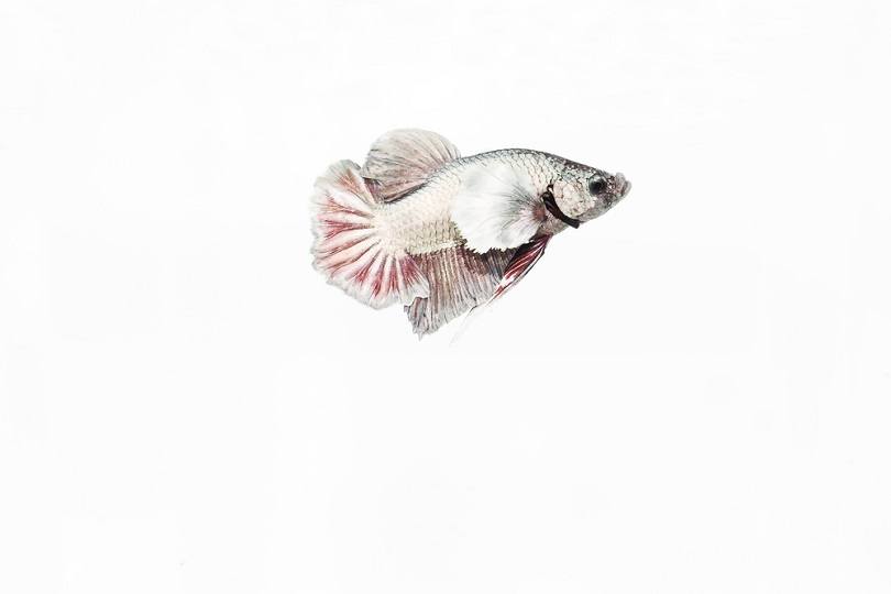 Cellophane Betta_Moo teaforthree_shutterstck