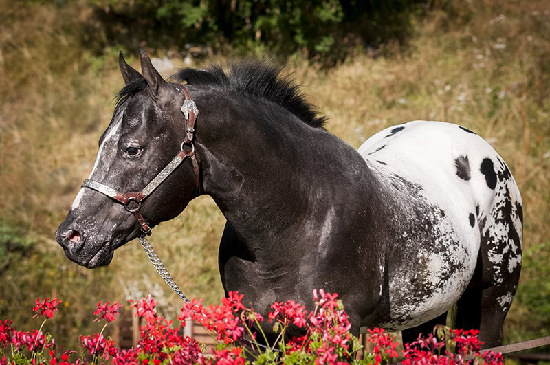 close up blanket appaloosa stallion horse