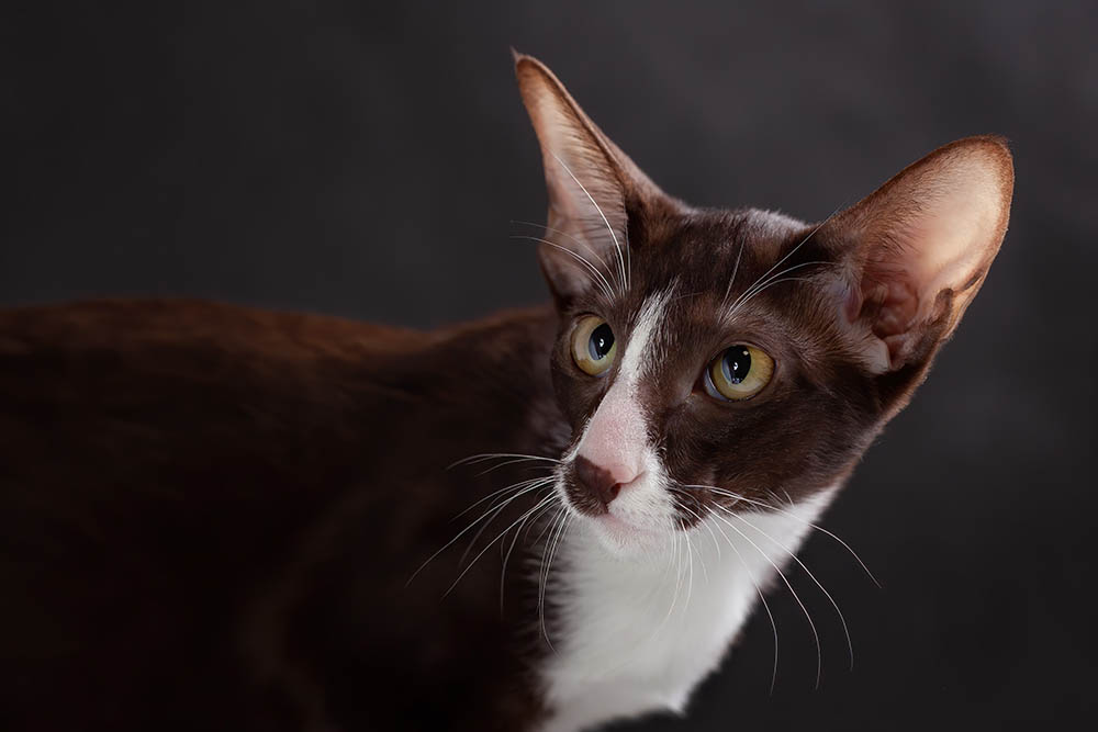 Close up brown and white oriental bicolor cat