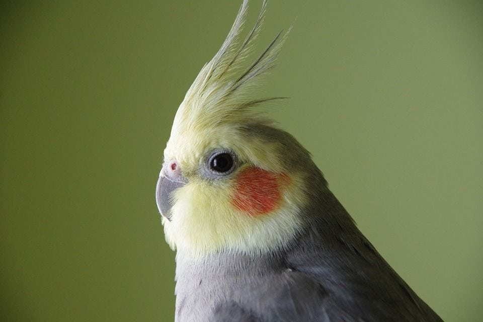 close up cockatiel