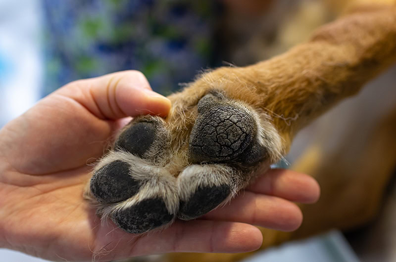close up cracked paw of a german shepherd