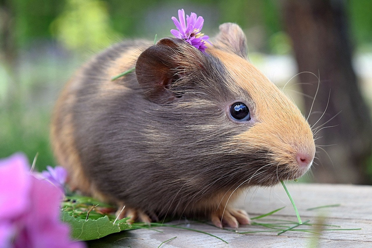 close up guinea pig