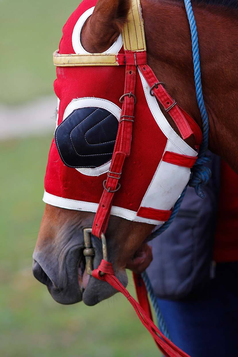 close up horse with eye cover