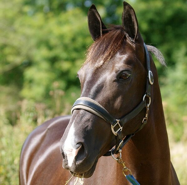 close up horse with snip marking