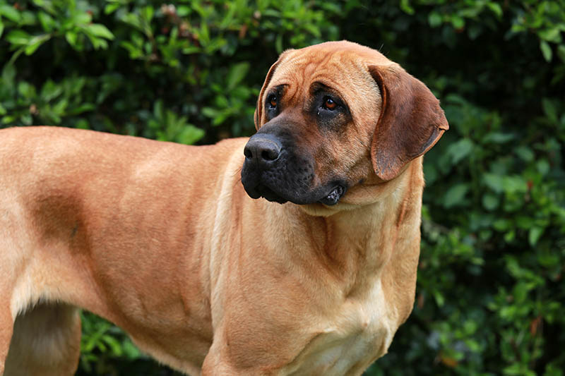 close up japanese mastiff tosa inu dog