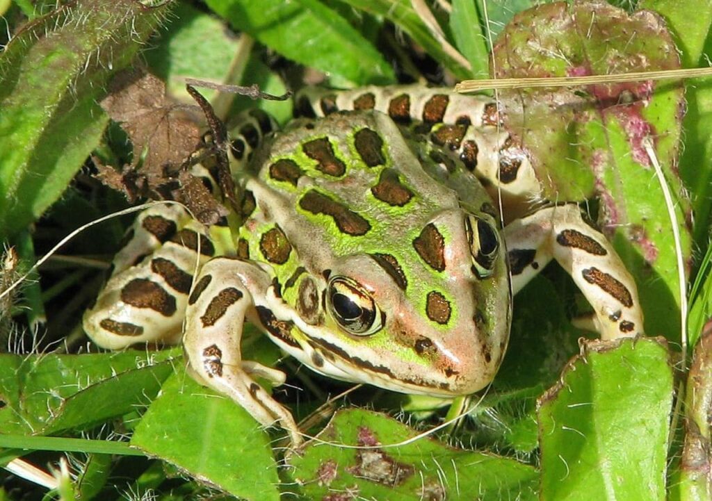 close up leopard frog