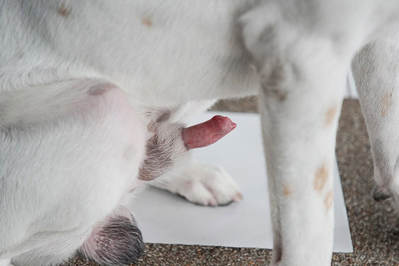 close up male dog with erect penis