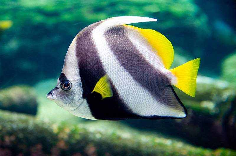 close up moorish idol fish
