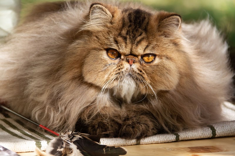close up of a brown persian cat