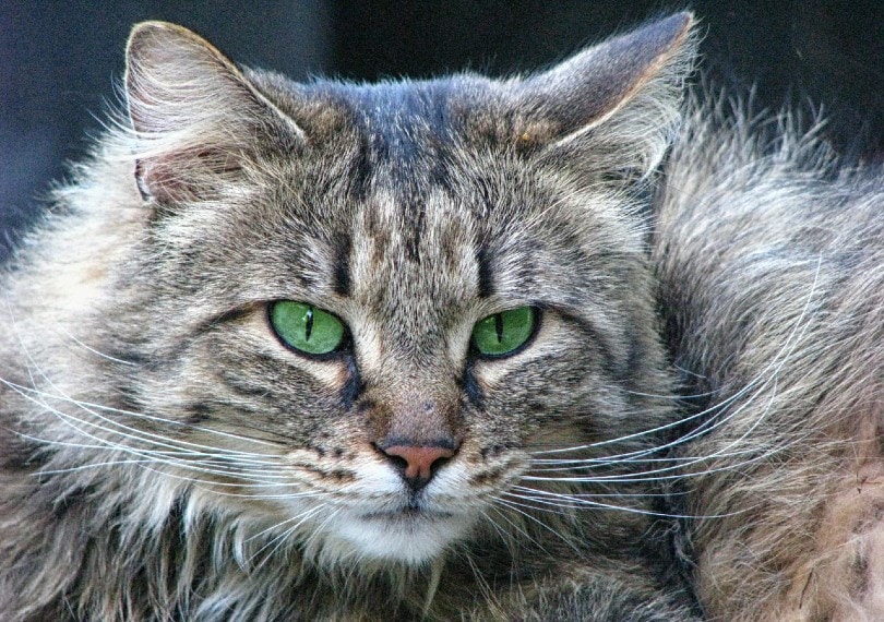 close up of a cat with green eyes