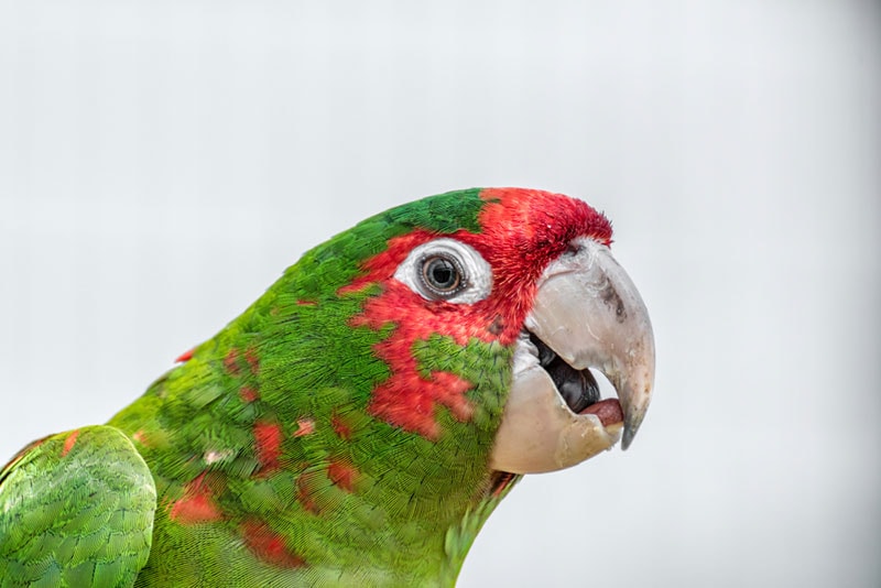 close up of a cherry headed conure bird