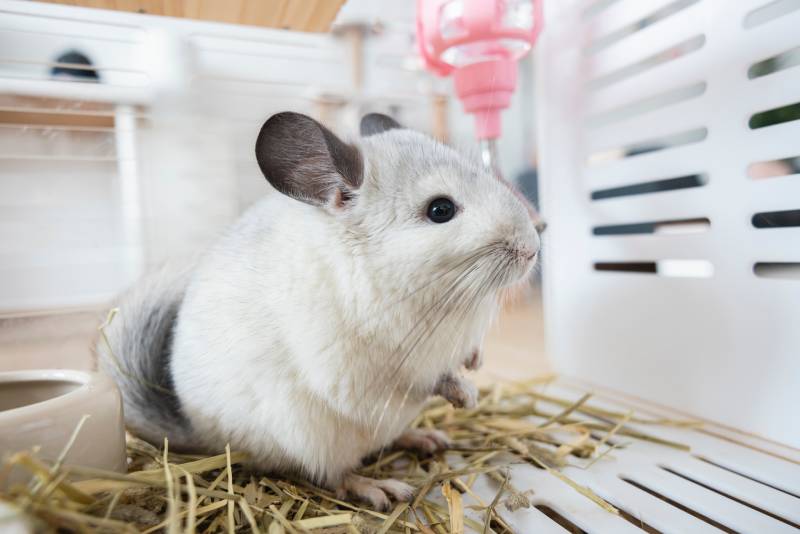close up of a chinchilla inside its cage