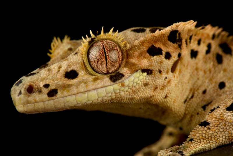 close up of a dalmatian crested gecko