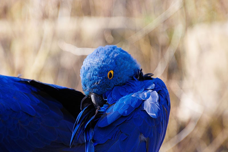 close up of a glaucous macaw bird under the sunlight