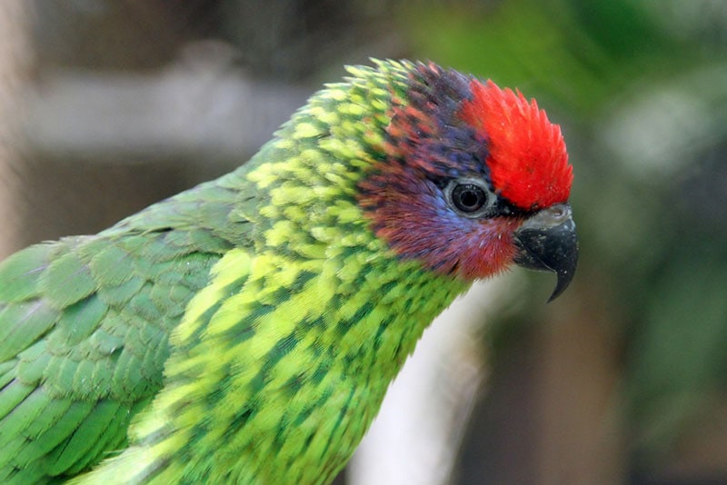 close up of a goldie’s lorikeet bird